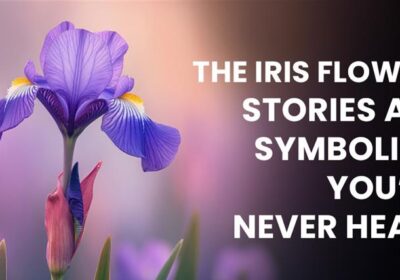Beautiful iris flowers in vibrant colors, showcasing unique stories, symbolism, and hidden meanings you may have never heard before.
