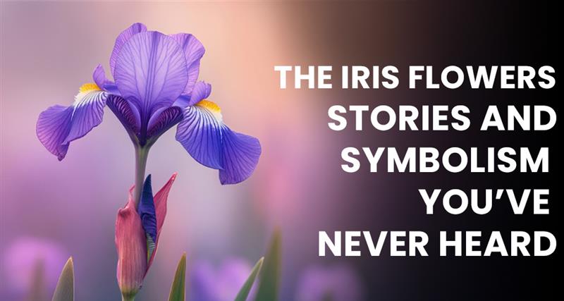 Beautiful iris flowers in vibrant colors, showcasing unique stories, symbolism, and hidden meanings you may have never heard before.