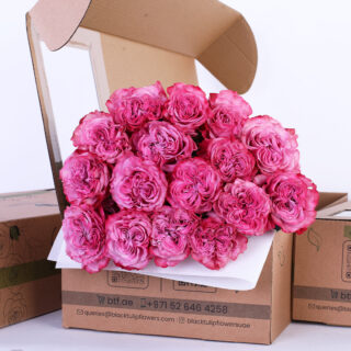 Rose Ecuador Country Blues Lilac bunch of rosees