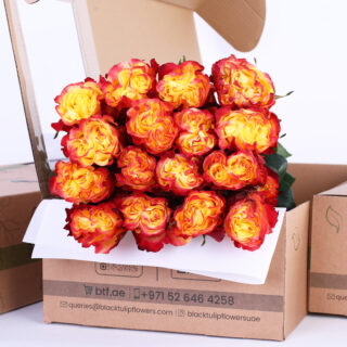Rose Ecuador Sunsex Xpression Orange Double Color bunch of roses