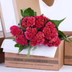 Celosia argentea bombay dark pink 1 celosia argentea bombay dark pink