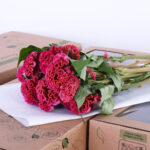Celosia argentea bombay dark pink 2 celosia argentea bombay dark pink (2)