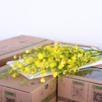 Golden wish oncidium honey angel yellow 2 golden wish oncidium honey angel yellow New