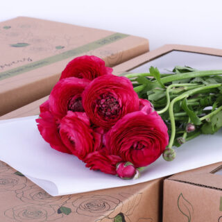 Ranunculus dark pink 10 stem bunch of flowers
