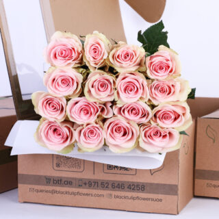 rose ecuador absolut in pink peach bunch of roses