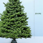 Fresh Christmas Tree with Stand - 5– 6 Feet 3 5-6ft-fresh-christmas-tree-with-stand03