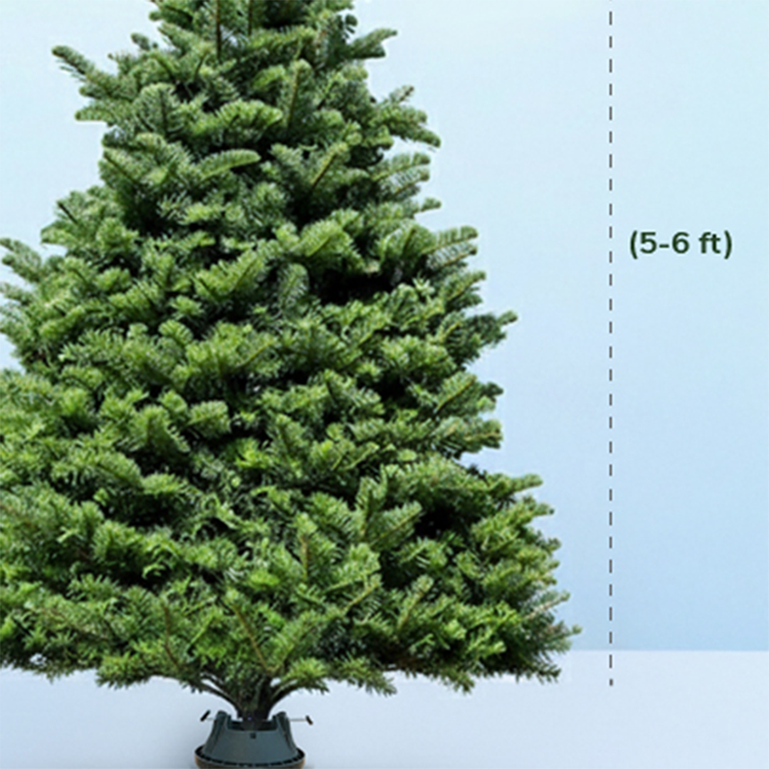 5-6ft-fresh-christmas-tree-with-stand03 5 6ft fresh christmas tree with stand03
