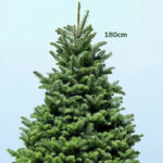 Fresh Christmas Tree with Stand - 6-7 Feet 2 6-7ft-fresh-christmas-tree-with-stand-02