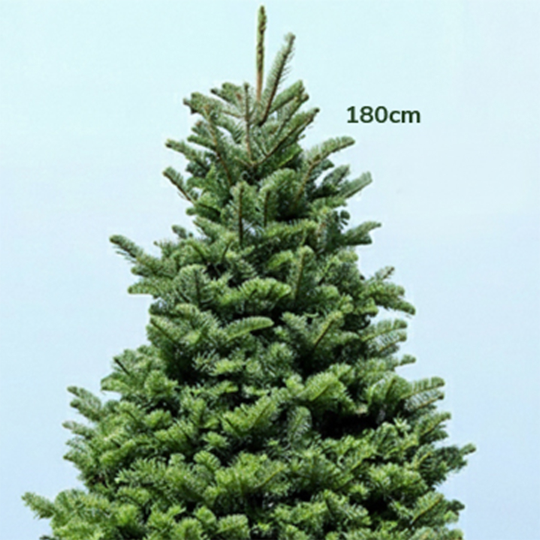 6-7ft-fresh-christmas-tree-with-stand-02 6 7ft fresh christmas tree with stand 02