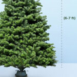 Fresh Christmas Tree with Stand - 6-7 Feet 3 6-7ft-fresh-christmas-tree-with-stand-03