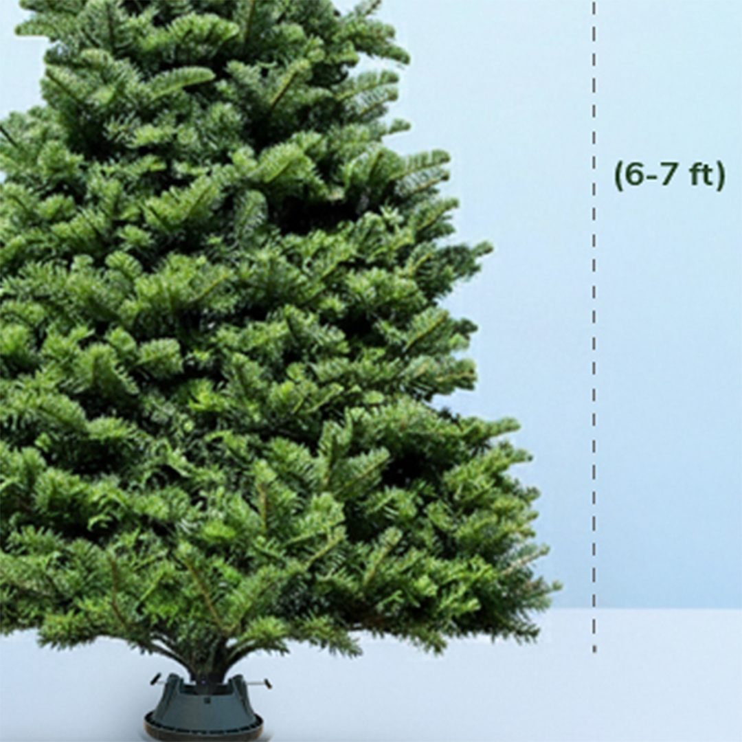 6-7ft-fresh-christmas-tree-with-stand-03 6 7ft fresh christmas tree with stand 03