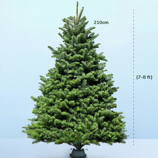 7-8ft-fresh-christmas-tree-with stand-01 7-8ft fresh Christmas tree with tall, wide, naturally lush branches and a sturdy stand.