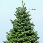 Fresh Christmas Tree with Stand- 7- 8 Feet 2 7-8ft-fresh-christmas-tree-with stand-02