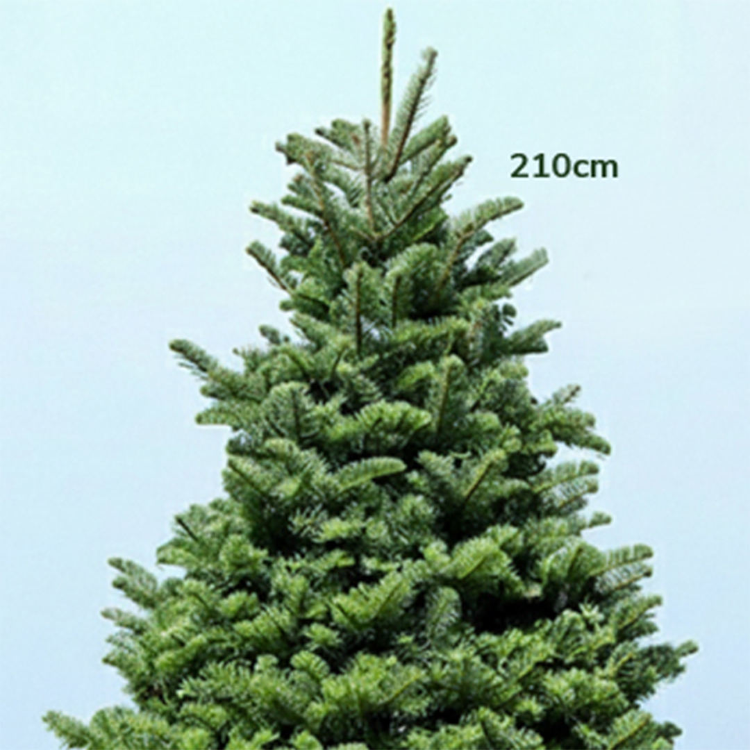 7-8ft-fresh-christmas-tree-with stand-02 7 8ft fresh christmas tree with stand 02