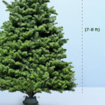 Fresh Christmas Tree with Stand- 7- 8 Feet 3 7-8ft-fresh-christmas-tree-with stand-03