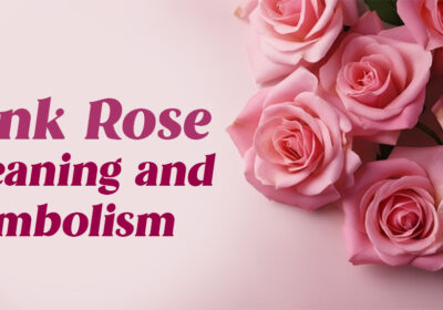 Pink roses representing love, admiration, elegance and gratitude — complete guide on meaning and symbolism.