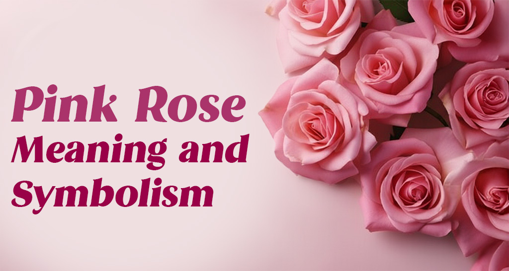 Pink roses representing love, admiration, elegance and gratitude — complete guide on meaning and symbolism.