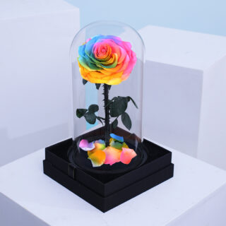 Rainbow single rose on black base with colourful petals.