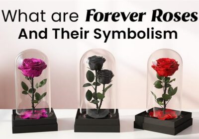 Forever roses displayed in an elegant box symbolizing eternal love, lasting beauty, and long-term commitment.