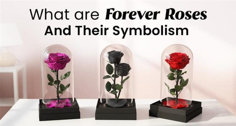 Forever Real Roses What Are Forever Roses | Forever Roses Symbolism