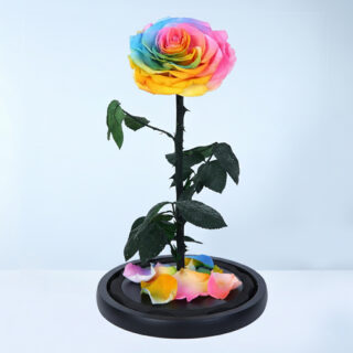 Rainbow single rose on black base with colourful petals.