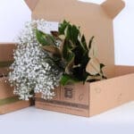 Magnolia_Gypso