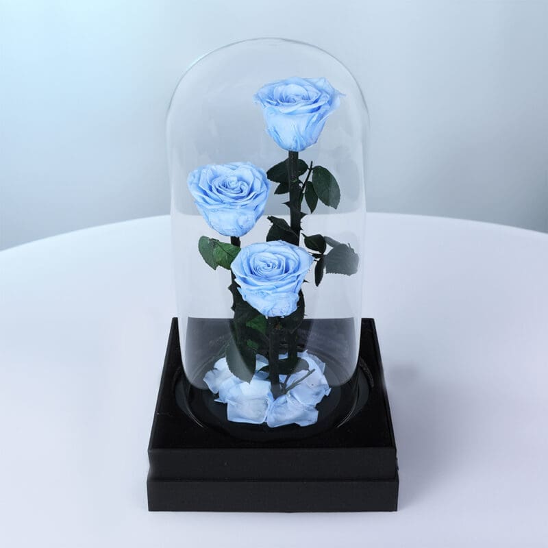light-blue-trio-forever-rose light blue trio forever rose