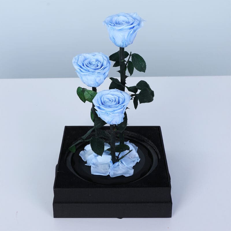 light-blue-trio-forever-rose_03 light blue trio forever rose 03