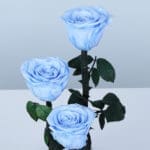 Light Blue Trio Forever Rose 4 light-blue-trio-forever-rose_04