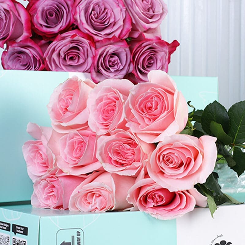 deep-purple-pink-roses-bunch-05 deep purple pink roses bunch 05