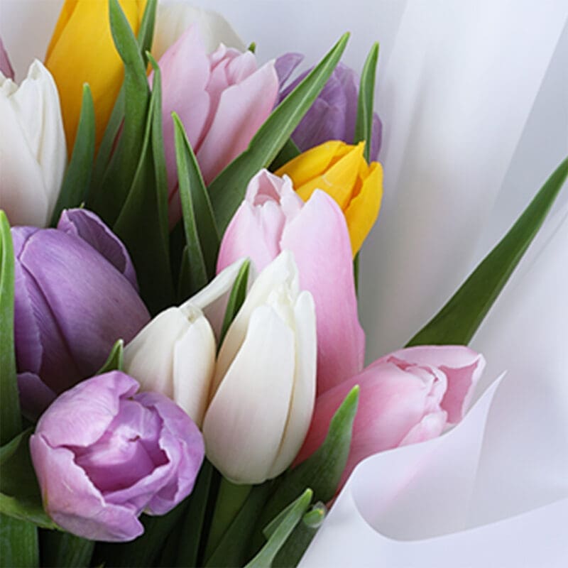 mixed-tulip-bouquet-20-stems_04 mixed tulip bouquet 20 stems 04