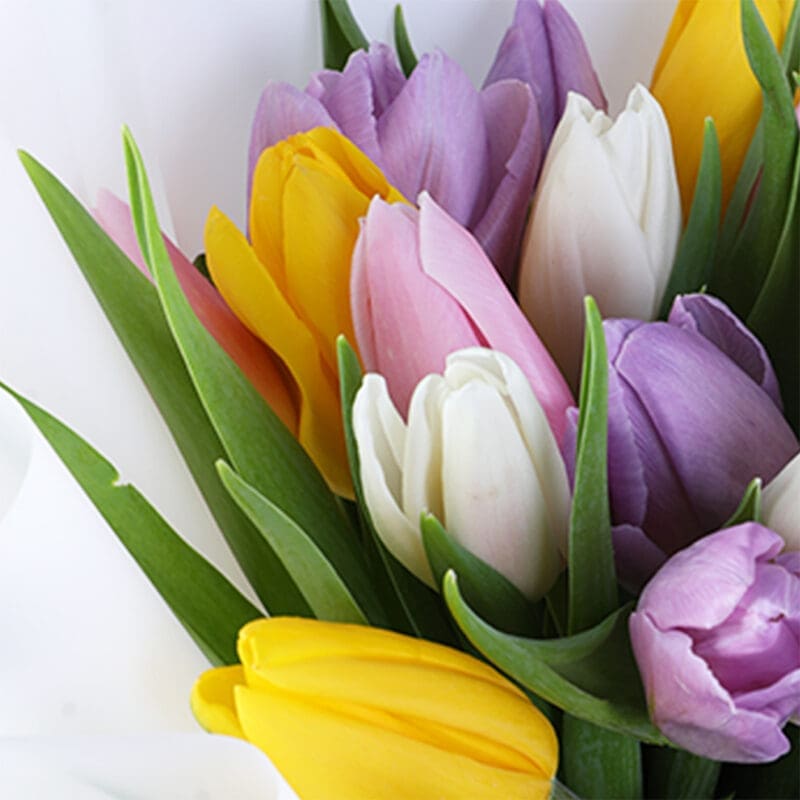 mixed-tulip-bouquet-20-stems_05 mixed tulip bouquet 20 stems 05