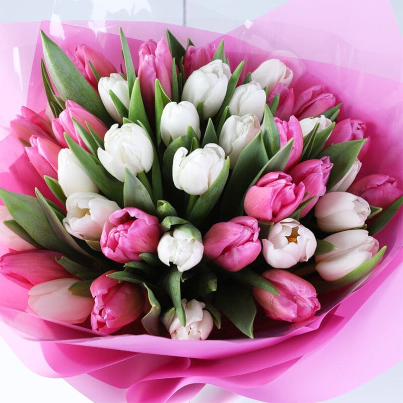 pink-white-tulip-bouquet-40-stems_03 pink white tulip bouquet 40 stems 03