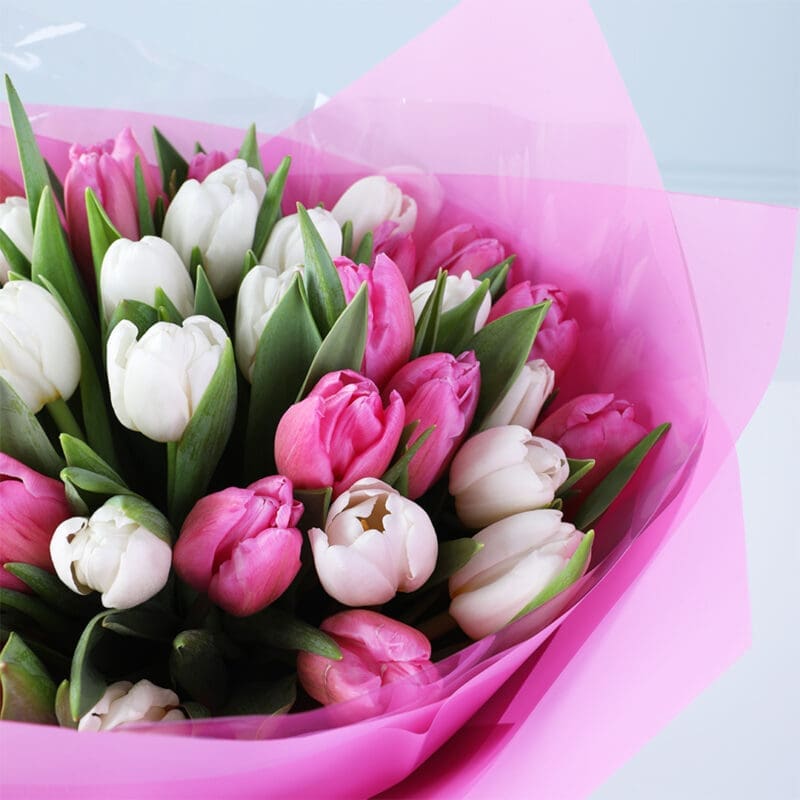 pink-white-tulip-bouquet-40-stems_05 pink white tulip bouquet 40 stems 05