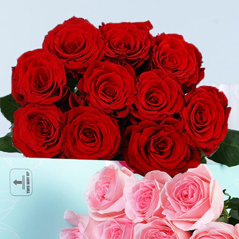 red-light-pink-bunch_04 red light pink bunch 04