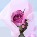 single-purple-rose-bouquet_2026_03