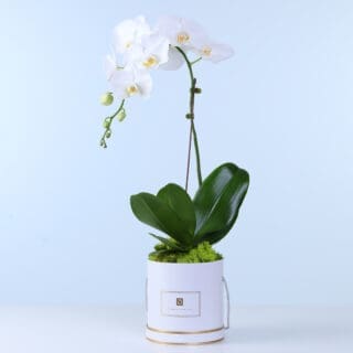Indoor white Phalaenopsis orchid plant with delicate blossoms and green leaves in a stylish planter.