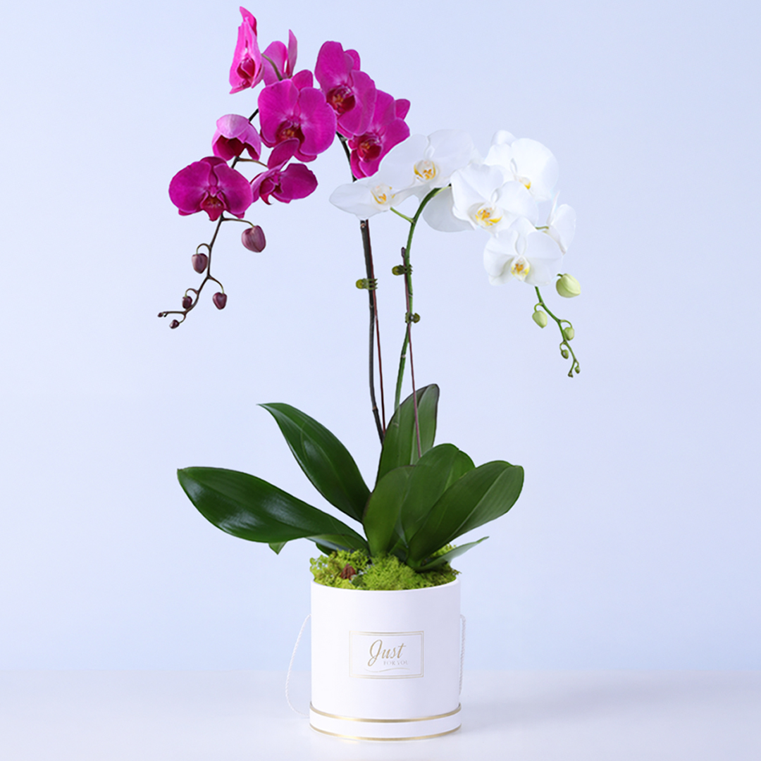 Orchid Pot Plant | Indoor Flowering Gift