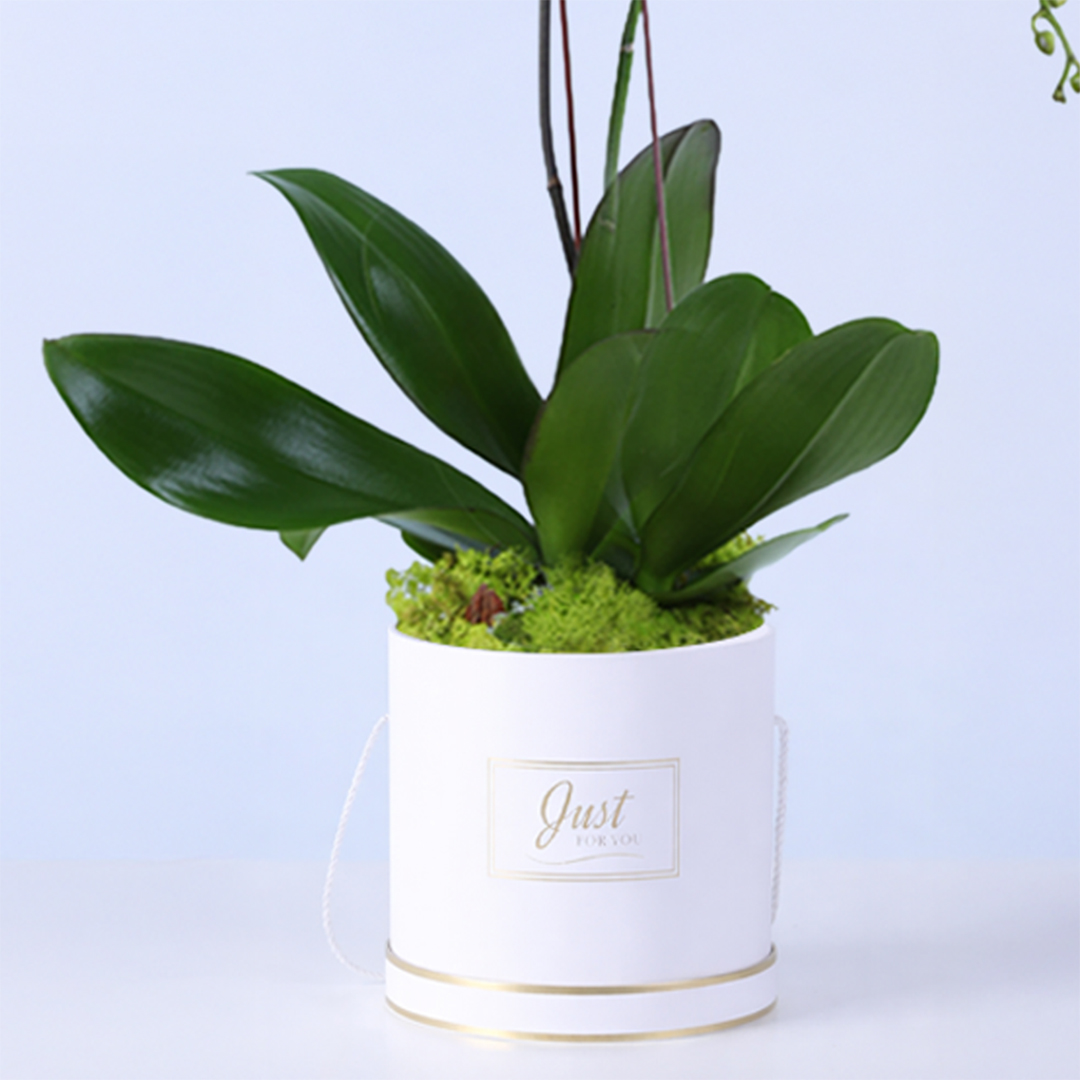 Orchid Pot Plant | Indoor Flowering Gift
