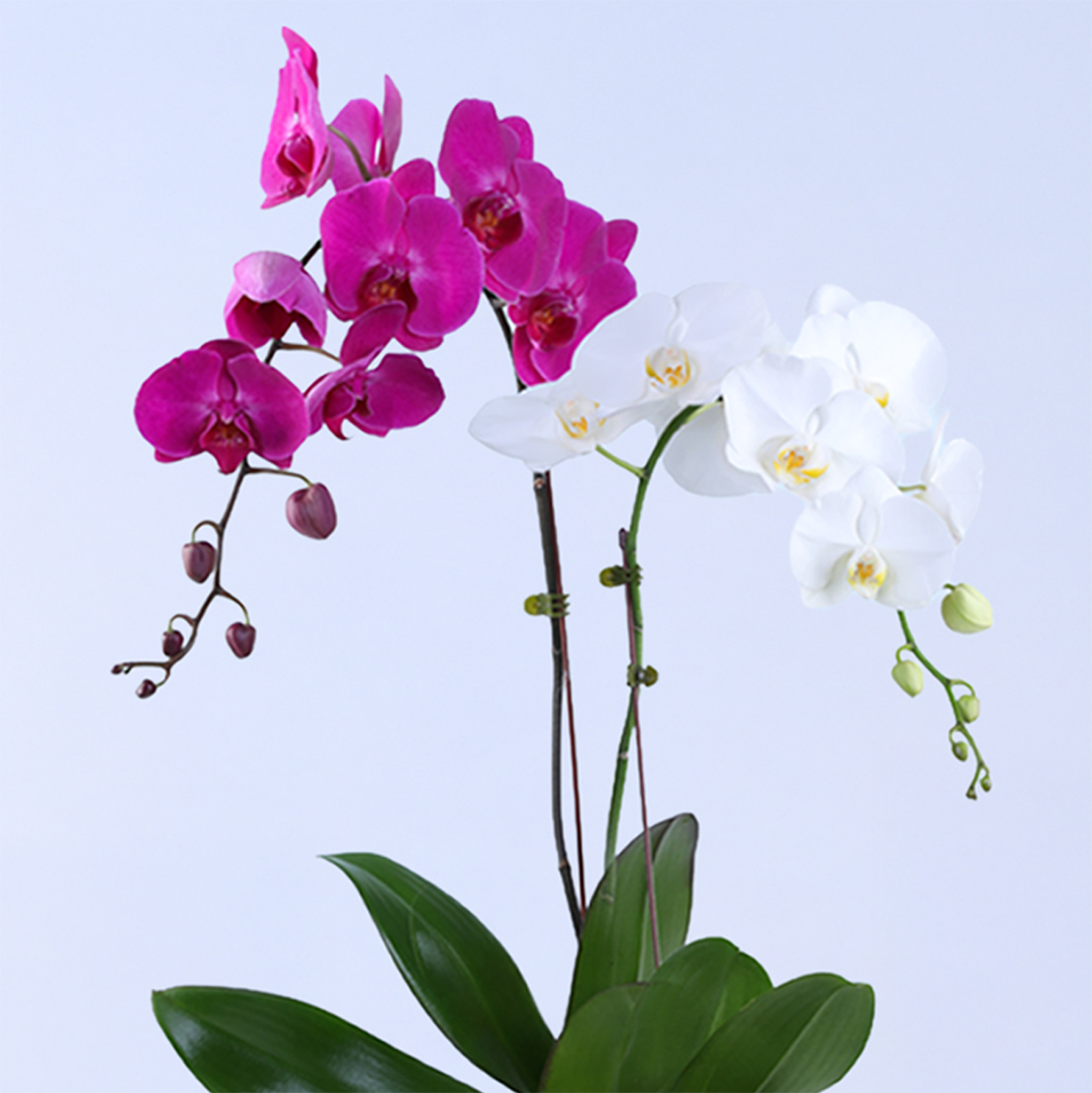 Orchid Pot Plant | Indoor Flowering Gift