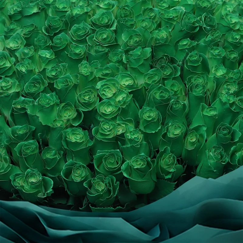 200 green rose luxury bouquet 04