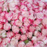 Double Colour Spray Rose Hat Box 5 double-colour-spray-rose-hat-box_05
