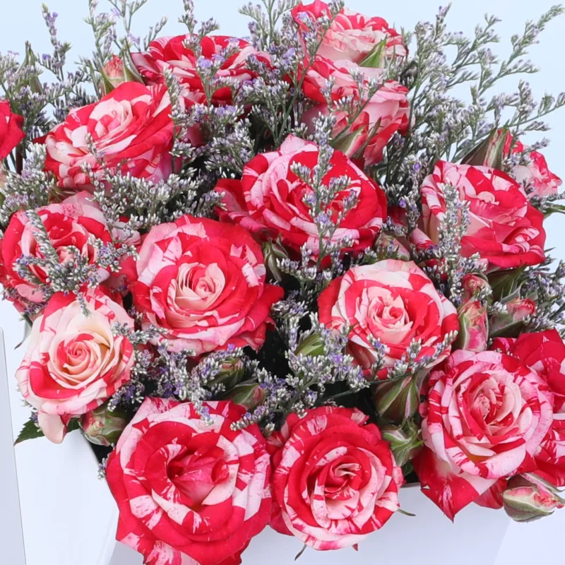 double-colour-spray-rose-white-envelope-box_05 double colour spray rose white envelope box 05