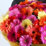 Mixed Gerbera Premium Hand Bouquet 3 mixed-gerbera-premium-hand-bouquet_03