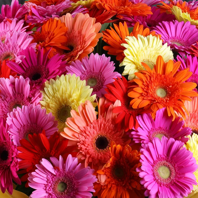 mixed-gerbera-premium-hand-bouquet_04 mixed gerbera premium hand bouquet 04