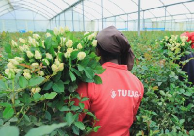 Wholesale Flowers, Peach Greenhouse Tulips