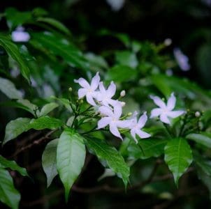 Blooming jasmine