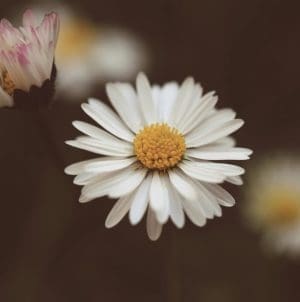 White daisies with yellow centers.