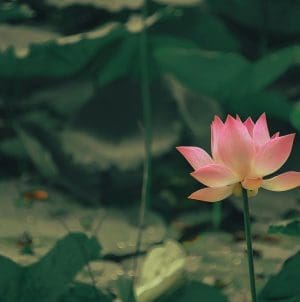 Pink lotus flower