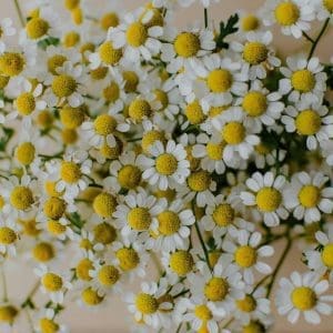 Bunch of small white and yellow flowers.